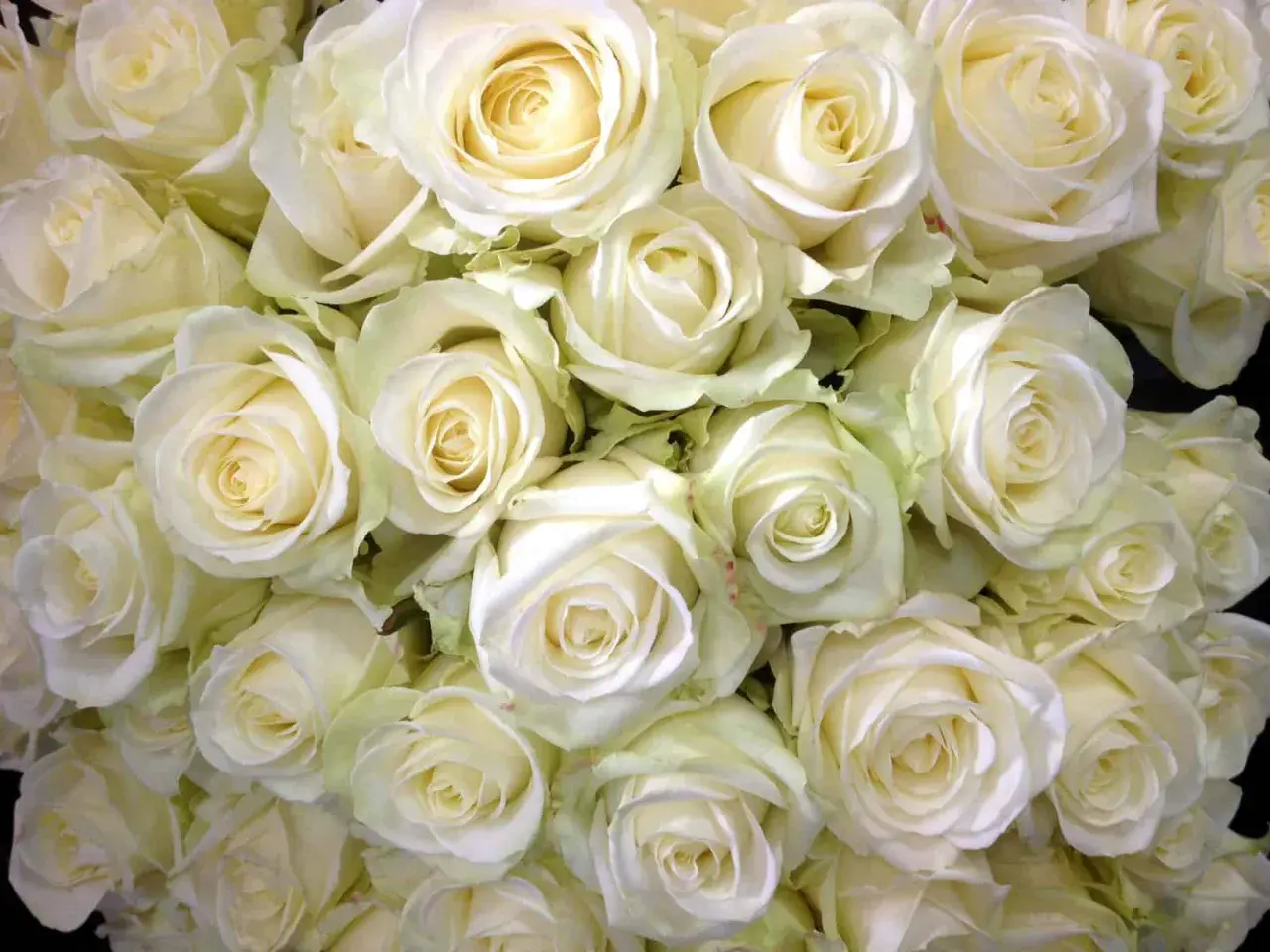 Un bouquet de roses blanches, symboles de pureté et d'amour éternel, déploie ses pétales délicats.