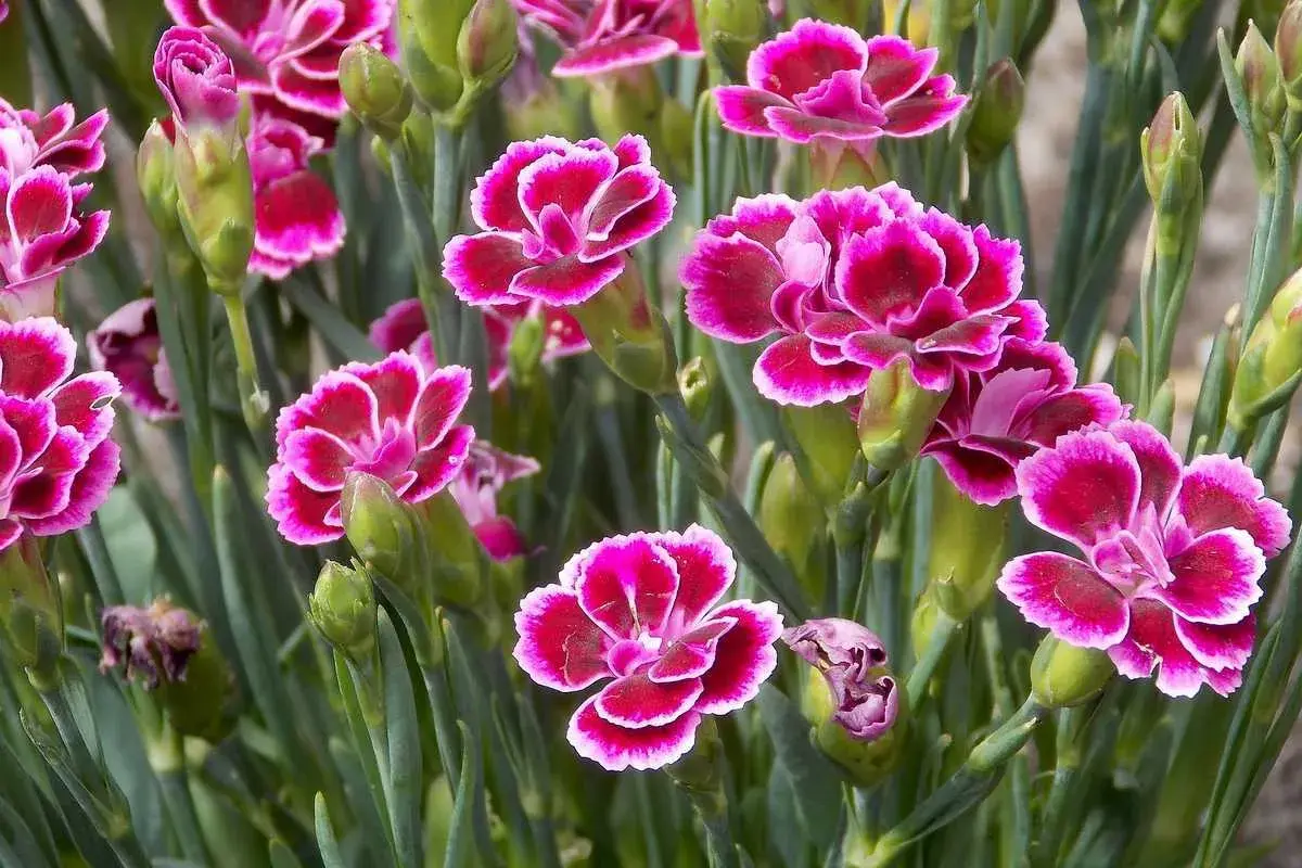 Un bouquet d'œillet, dont le nom latin est Dianthus, aux pétales rose vif bordés de blanc.