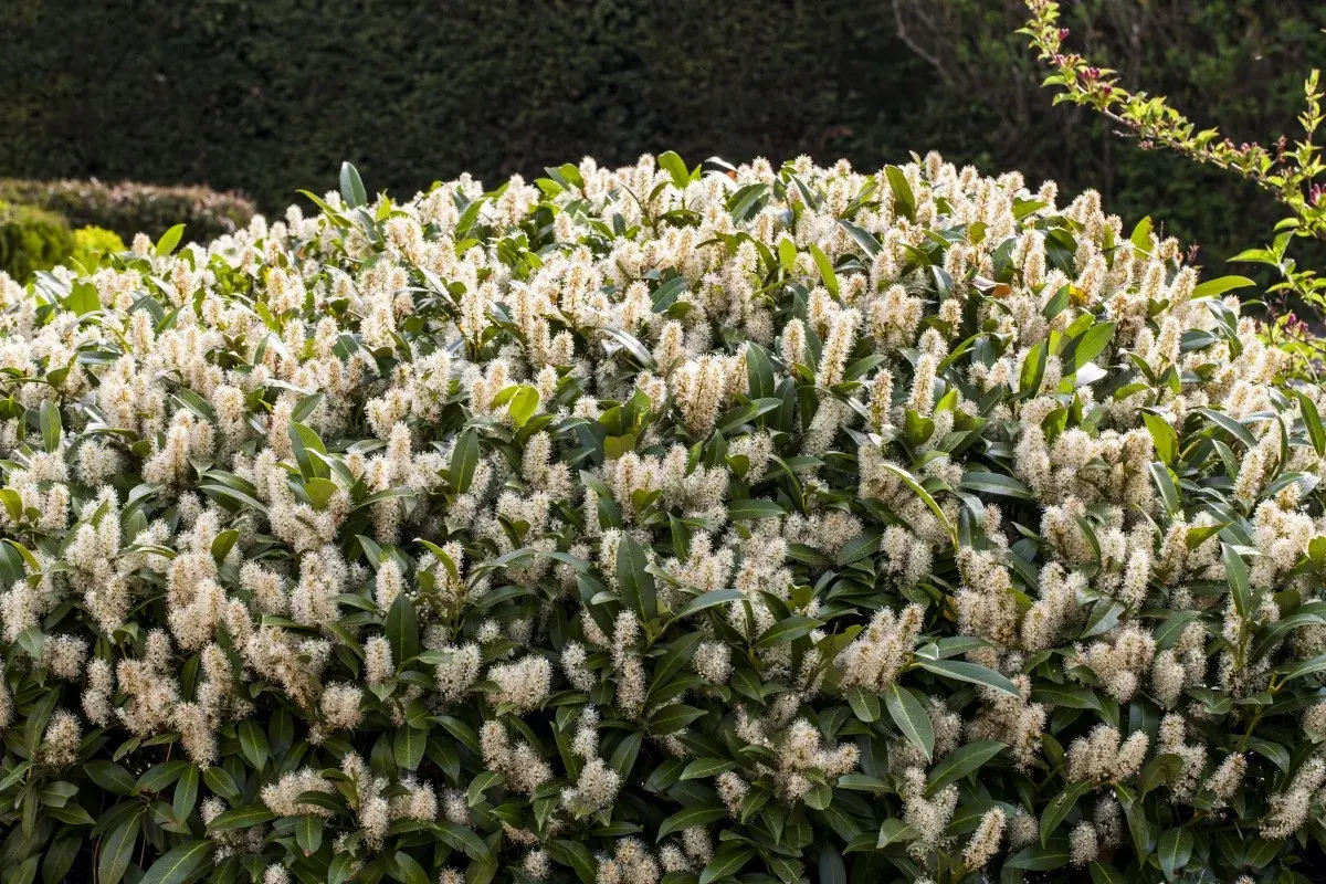 Un buisson de laurier cerise en pleine floraison, ses grappes de fleurs blanches créent un nuage vaporeux sur le feuillage vert foncé.