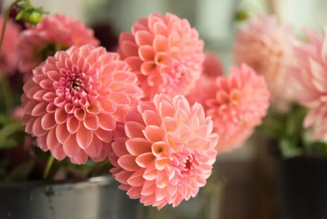 Un bouquet de fleurs dahlia roses, aux pétales délicats et concentriques, évoque la douceur d'un après-midi d'été.