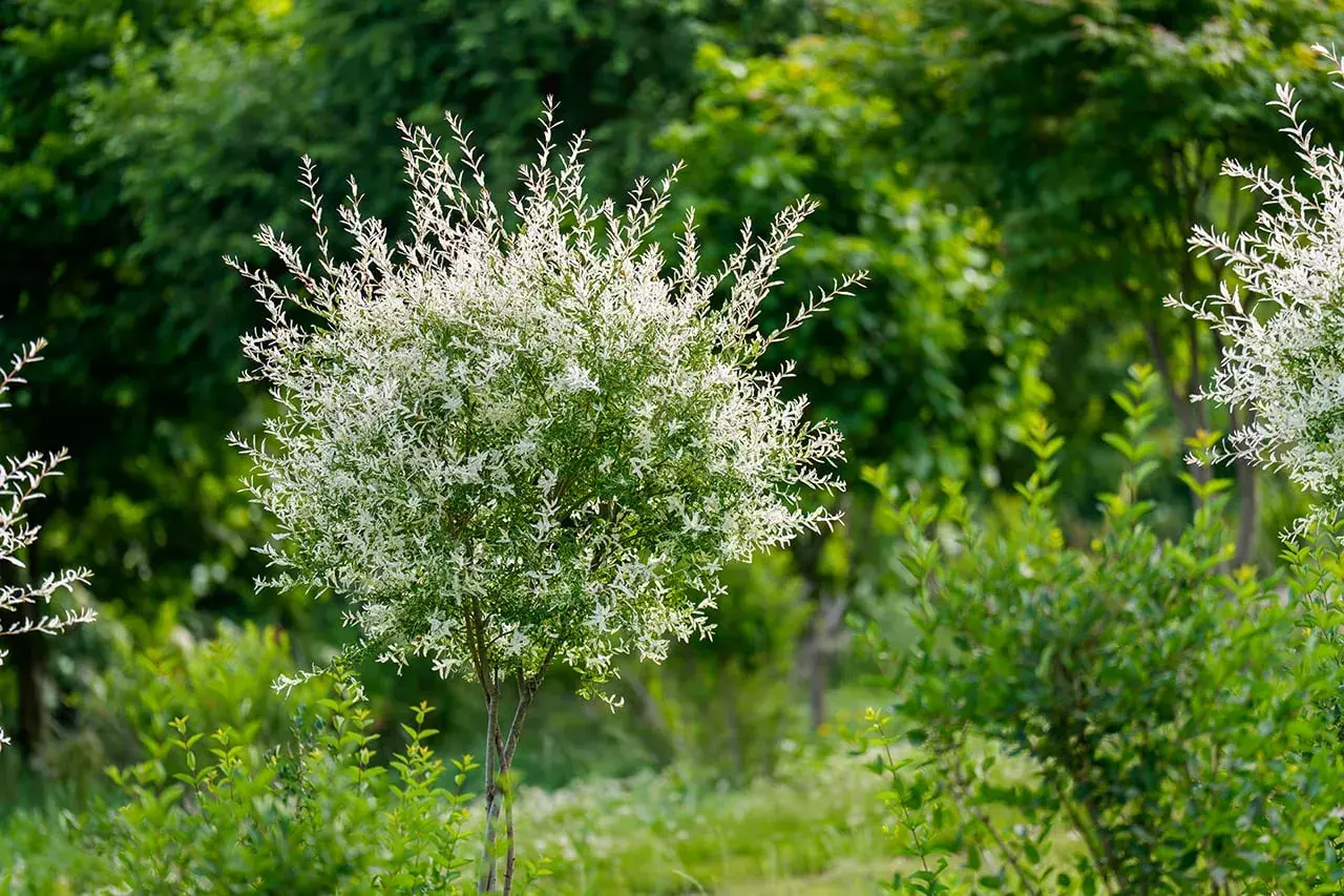 Un saule crevette aux feuilles blanches et vertes, taillé en boule, se dresse au milieu d'une végétation luxuriante.