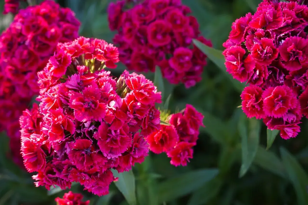 Grappes de fleurs d'œillet rouge vif, un symbole de passion et d'amour, se détachant sur un fond de verdure douce.