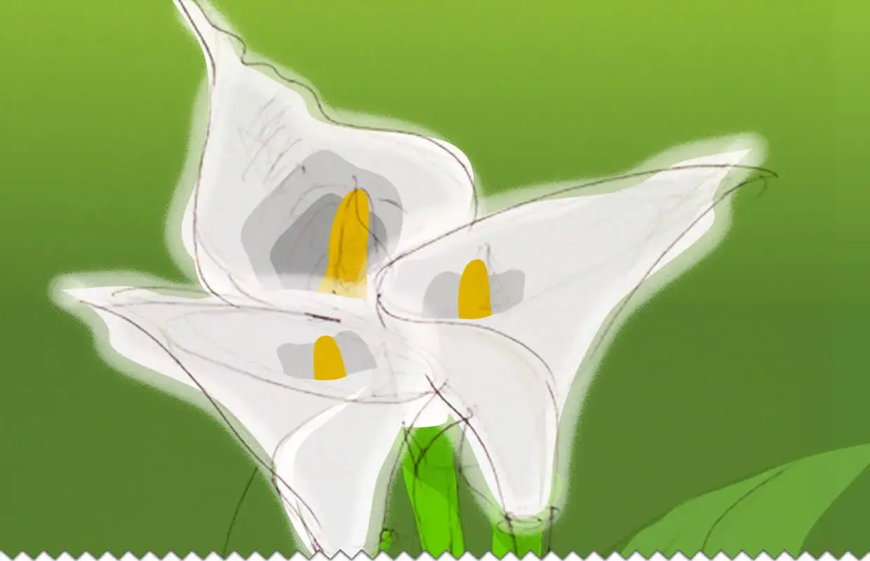Trois callas porte-bonheur aux pistils jaunes sur fond vert dégradé.