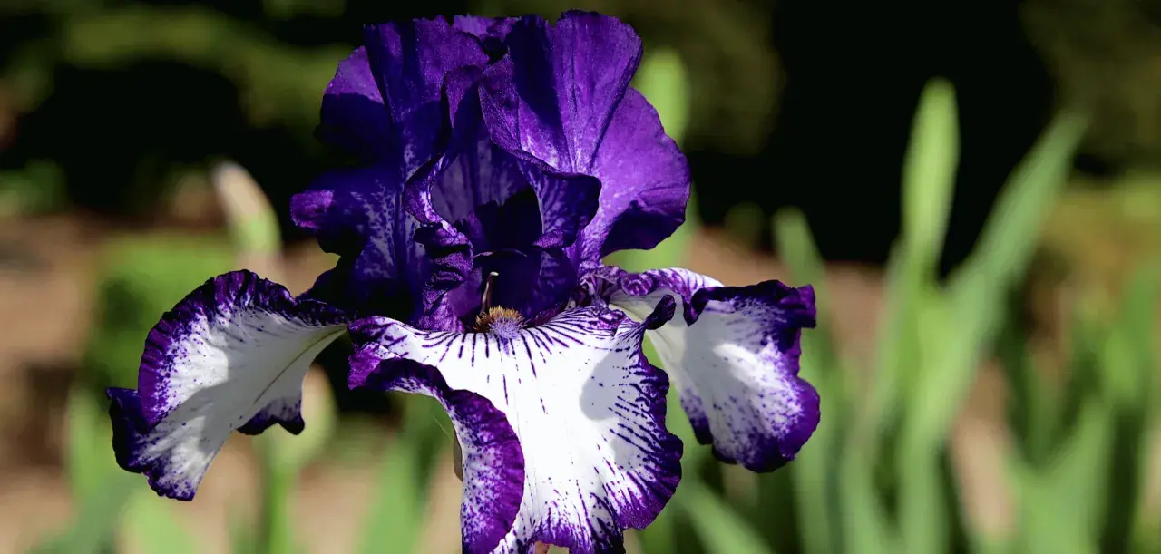 Magnifique iris fleur aux pétales violets et blancs, veinés de pourpre. Une merveille de la nature.