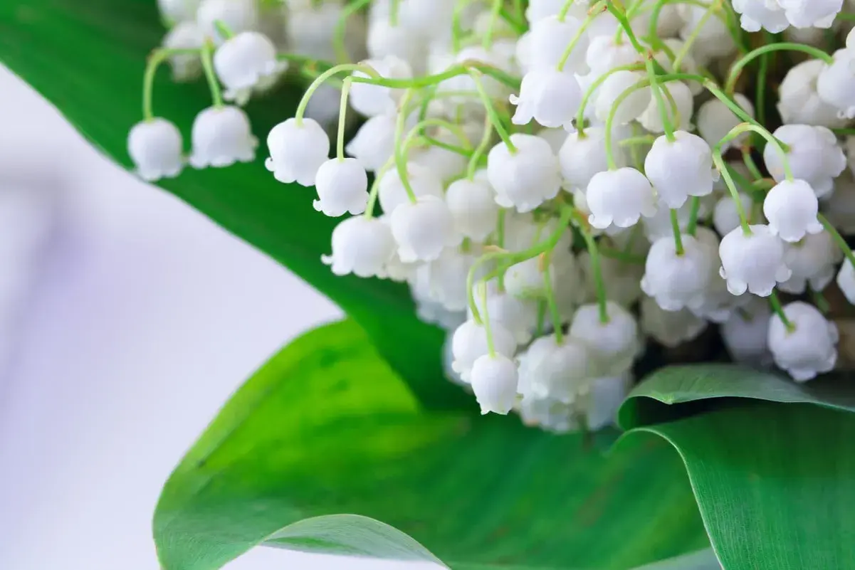 Un bouquet de muguet blanc et délicat, avec ses feuilles vertes. Pour savoir comment conserver le muguet, il faut le mettre dans l'eau fraîche.