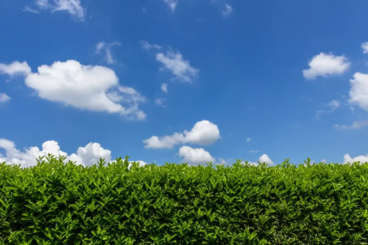 Une haie persistante d'un vert éclatant sous un ciel bleu parsemé de nuages blancs.