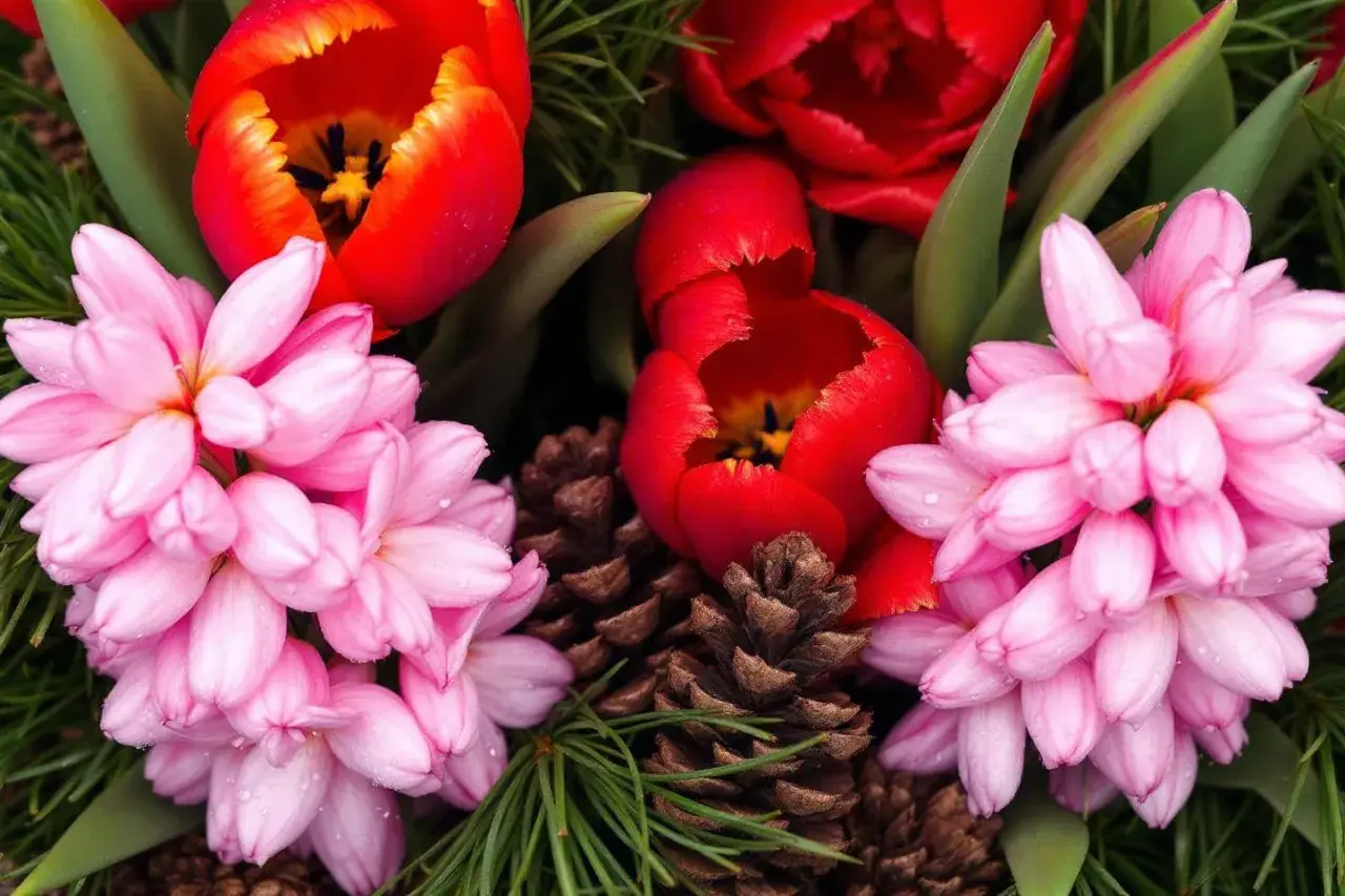 Des jacinthes couleur rose pâle et des tulipes rouges éclatantes se mêlent à des pommes de pin et des aiguilles de sapin.