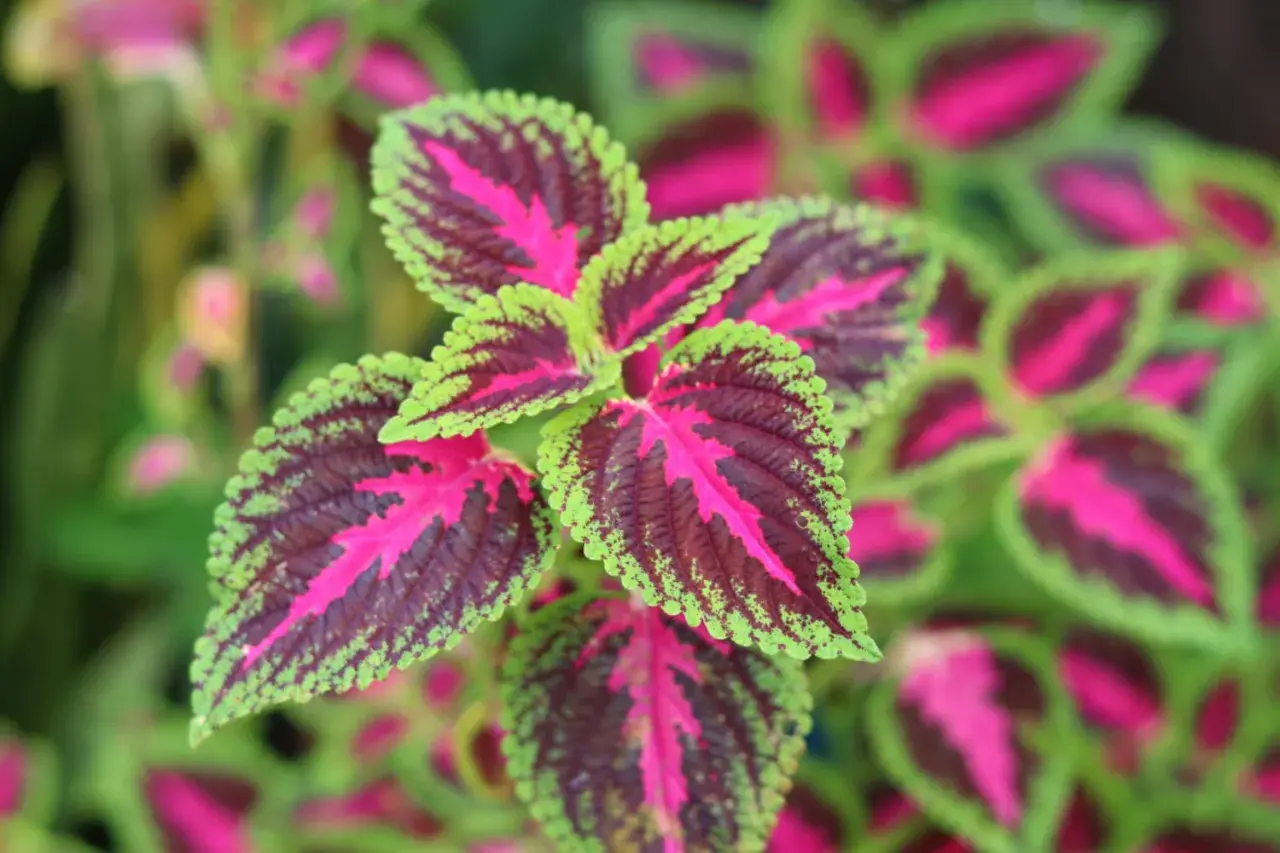 Plante aux feuilles vibrantes, un mélange de rouge profond, de rose vif et de bordures vert citron.