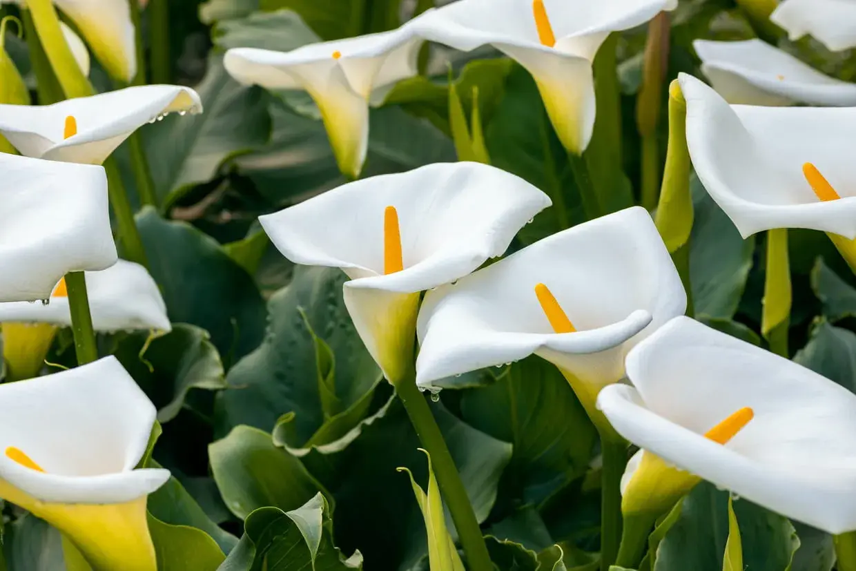 Un parterre de callas blancs aux pistils jaunes, leurs pétales délicatement courbés, semblent prêts à accueillir la rosée du matin.
