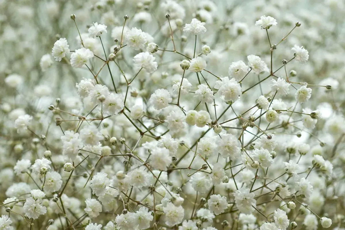 Un nuage de petites fleurs blanches, comme une brume délicate. Ces gypsophiles semblent danser sur leurs fines tiges.