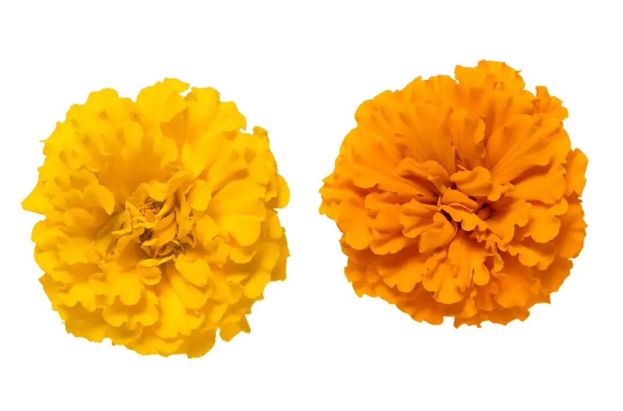 Deux œillets, un jaune vif et un orange éclatant, symbolisent la joie et la chaleur. L'œillet jaune signification est souvent liée au soleil et à l'optimisme.