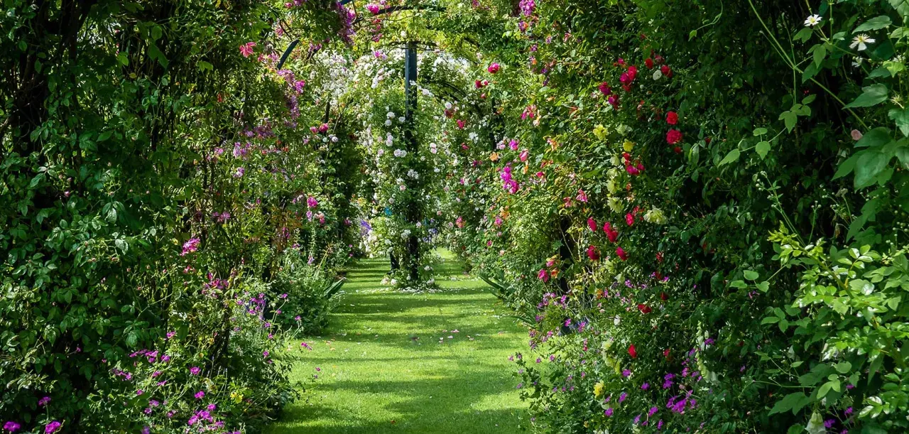 Un chemin de jardin verdoyant bordé d'une luxuriante plante grimpante ombre, ornée de roses roses, rouges et blanches.