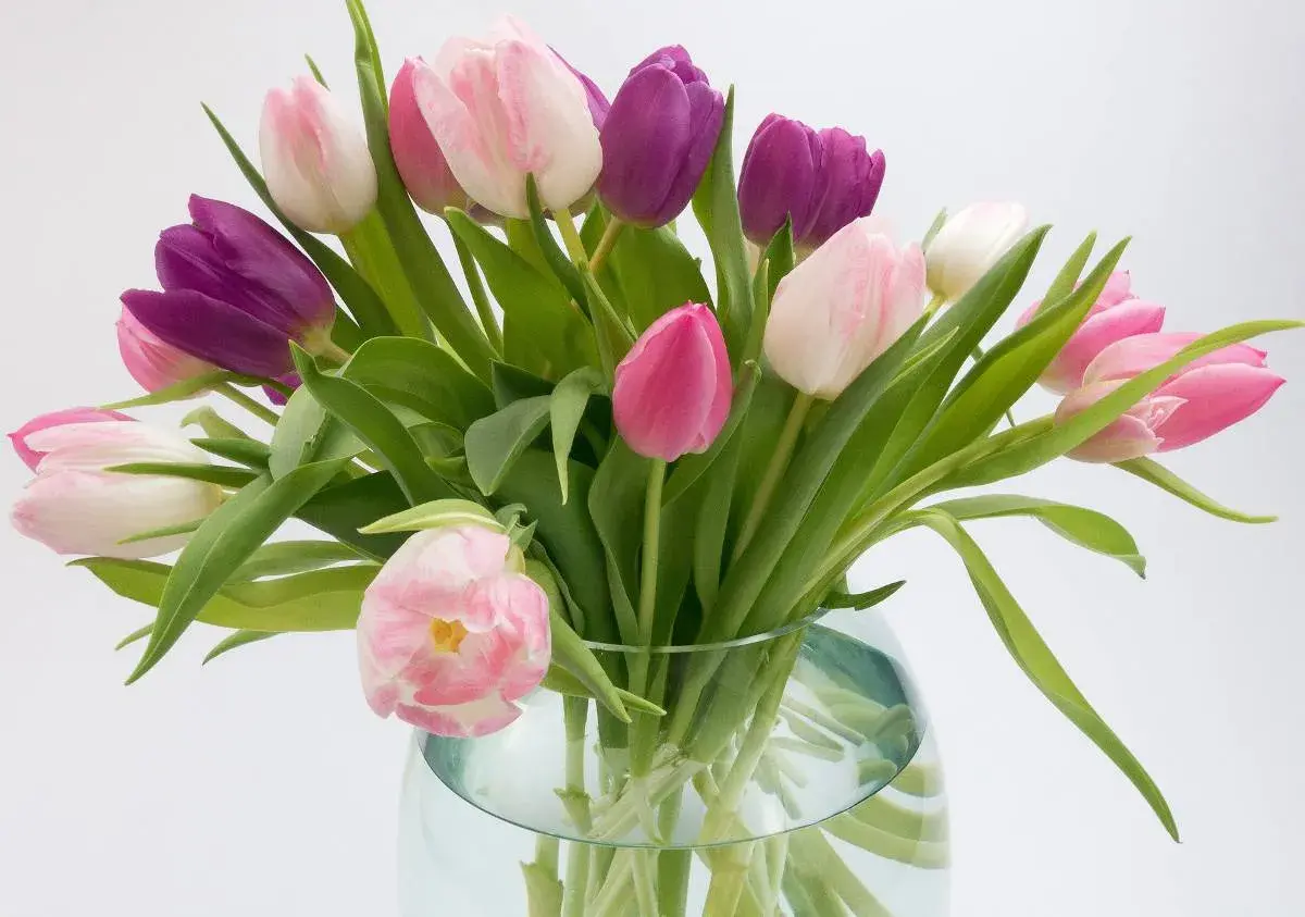 Un bouquet de tulipes ouvertes, roses et violettes, dans un vase en verre.