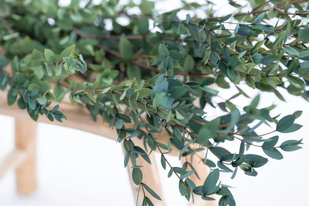 Des branches d'eucalyptus aux feuilles bleutées sont posées sur un support en bois clair, prêtes à faire sécher.