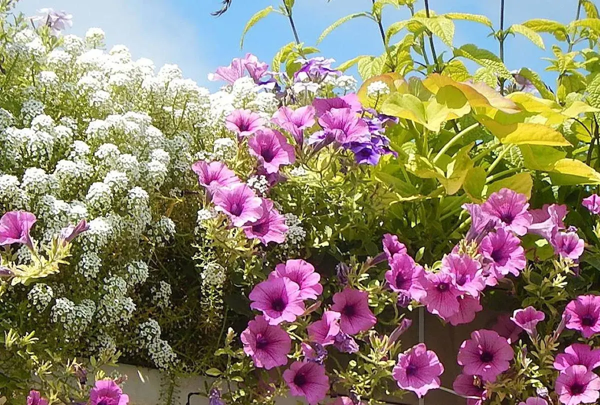 Un balcon fleuri baigné de soleil, avec des pétunias roses vifs, des petites fleurs blanches et des feuilles vertes lumineuses. Parfaites plantes pour balcon plein soleil.