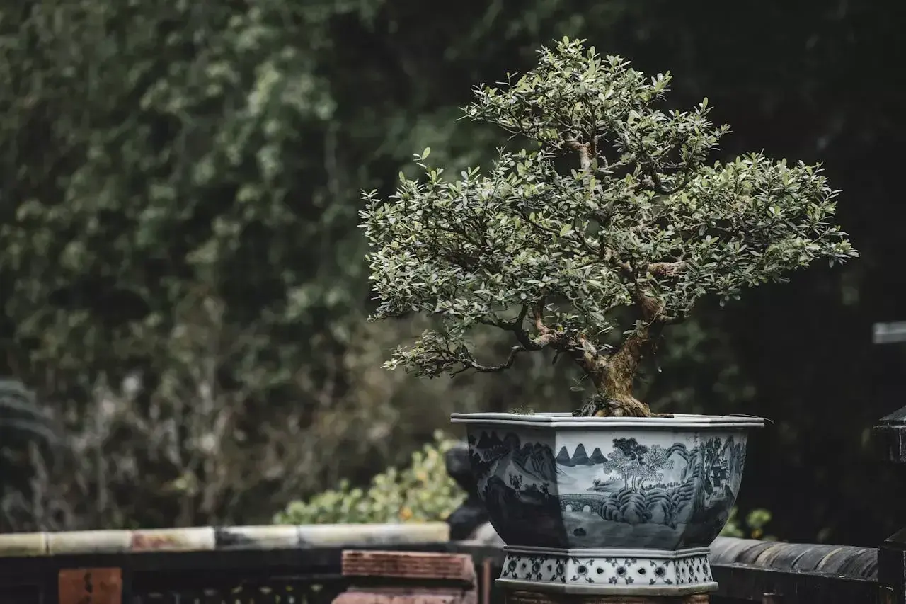 Un bonsaï aux feuilles denses dans un pot orné de paysages bleus et blancs. Quelle terre pour un olivier ? Ce petit arbre, plein de caractère, invite à la contemplation.