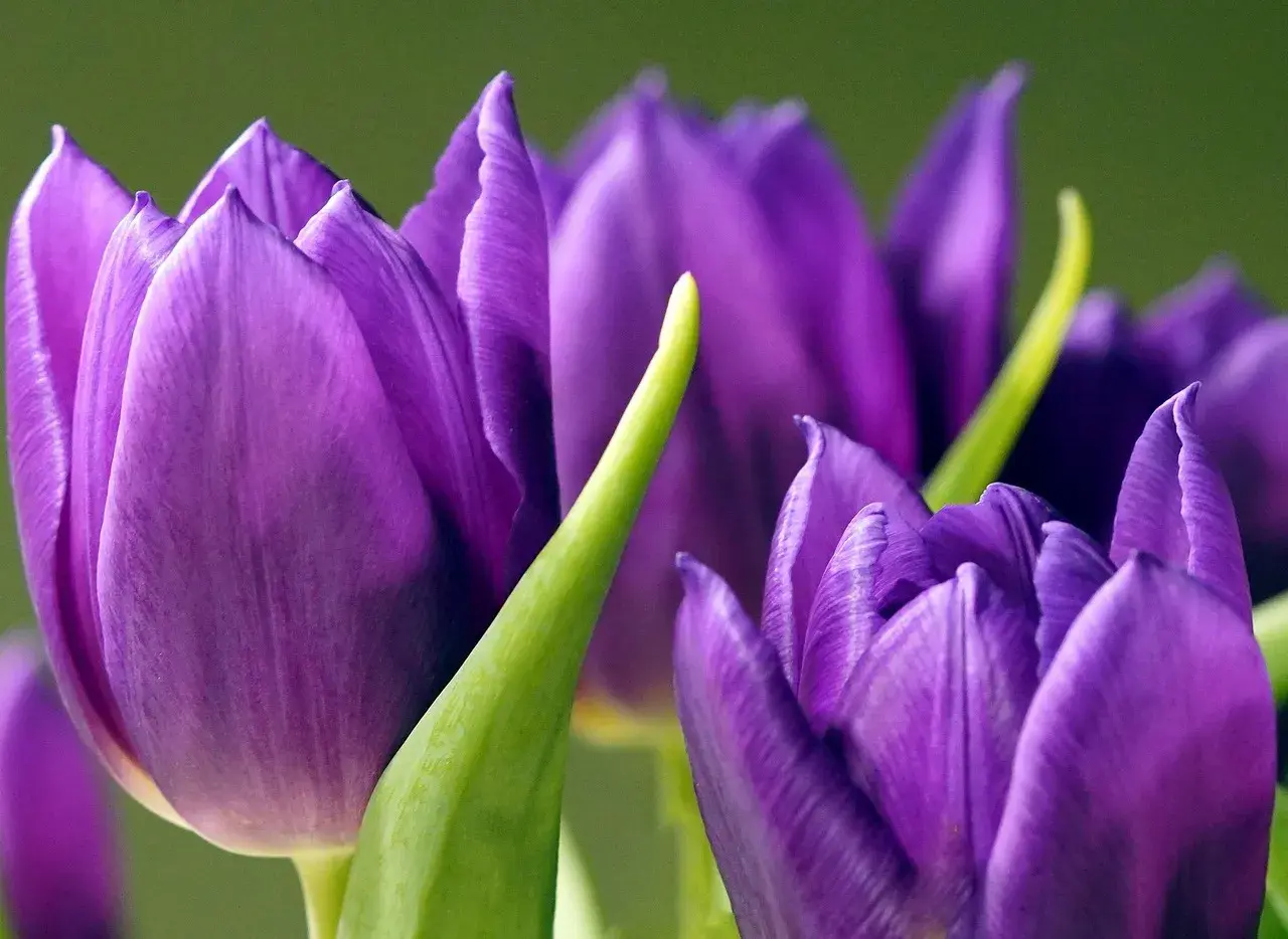 Trois tulipes violettes, symbolisant la royauté et la passion. Leurs pétales veloutés s'ouvrent doucement sur un fond vert doux.