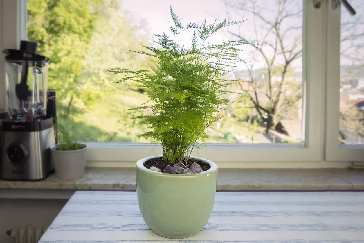 Une plante d'asparagus aux feuilles délicates et vertes, posée sur une table à côté d'un mixeur, avec une vue sur un jardin verdoyant par la fenêtre.