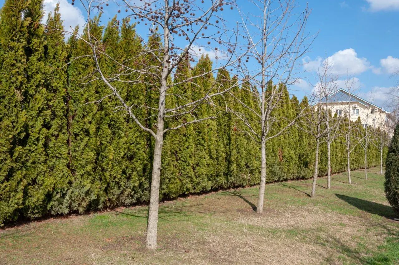 Une haie anti bruit dense et verte borde un jardin avec des arbres dénudés. Au loin, une maison avec un toit bleu.