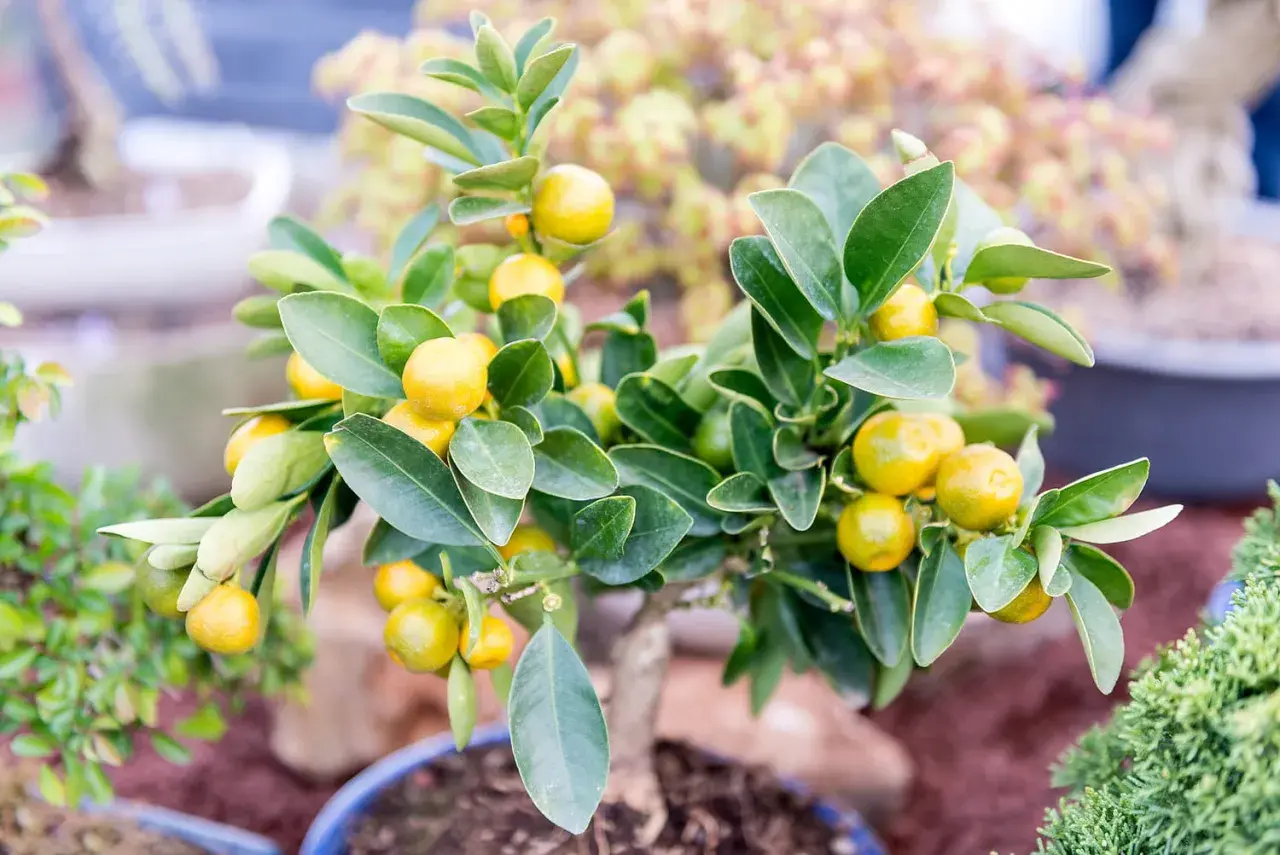 Arbuste en pot orné de petites mandarines jaunes et de feuilles vertes luxuriantes, prêt à décorer un intérieur.