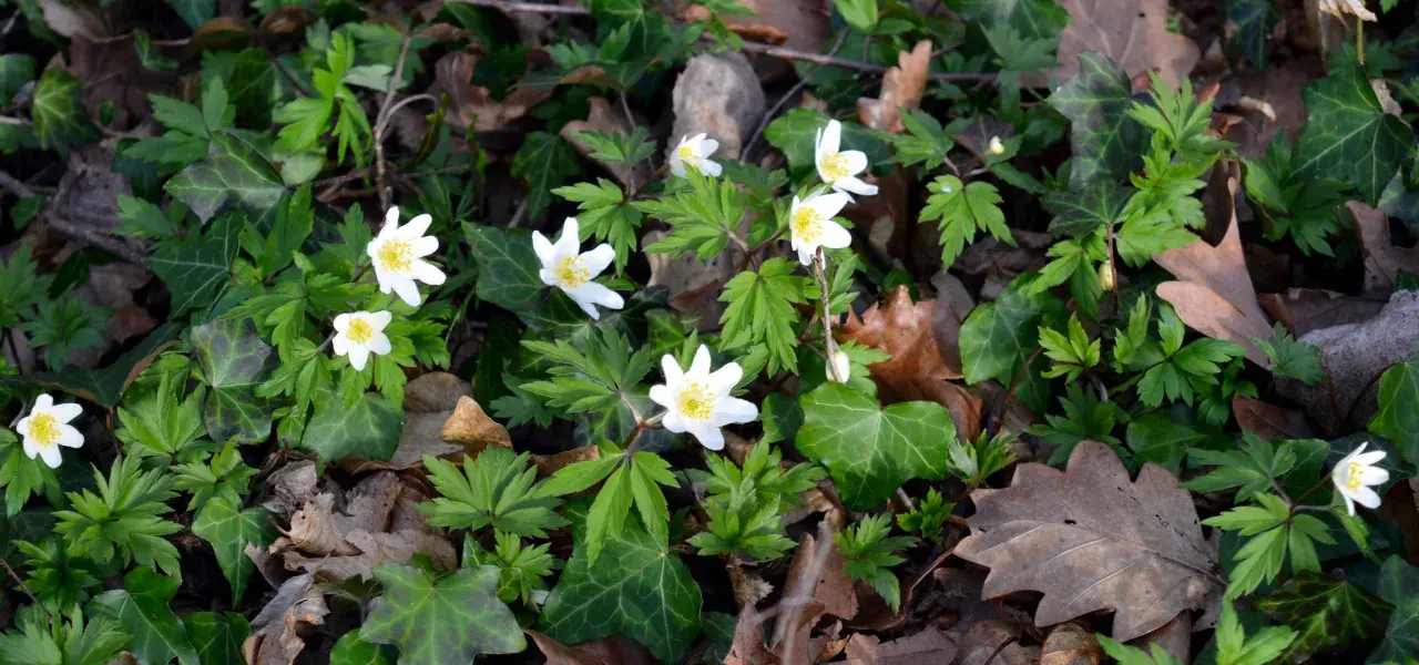 Fleurs anemone blanches éclosent parmi le lierre et les feuilles mortes, annonçant le printemps.