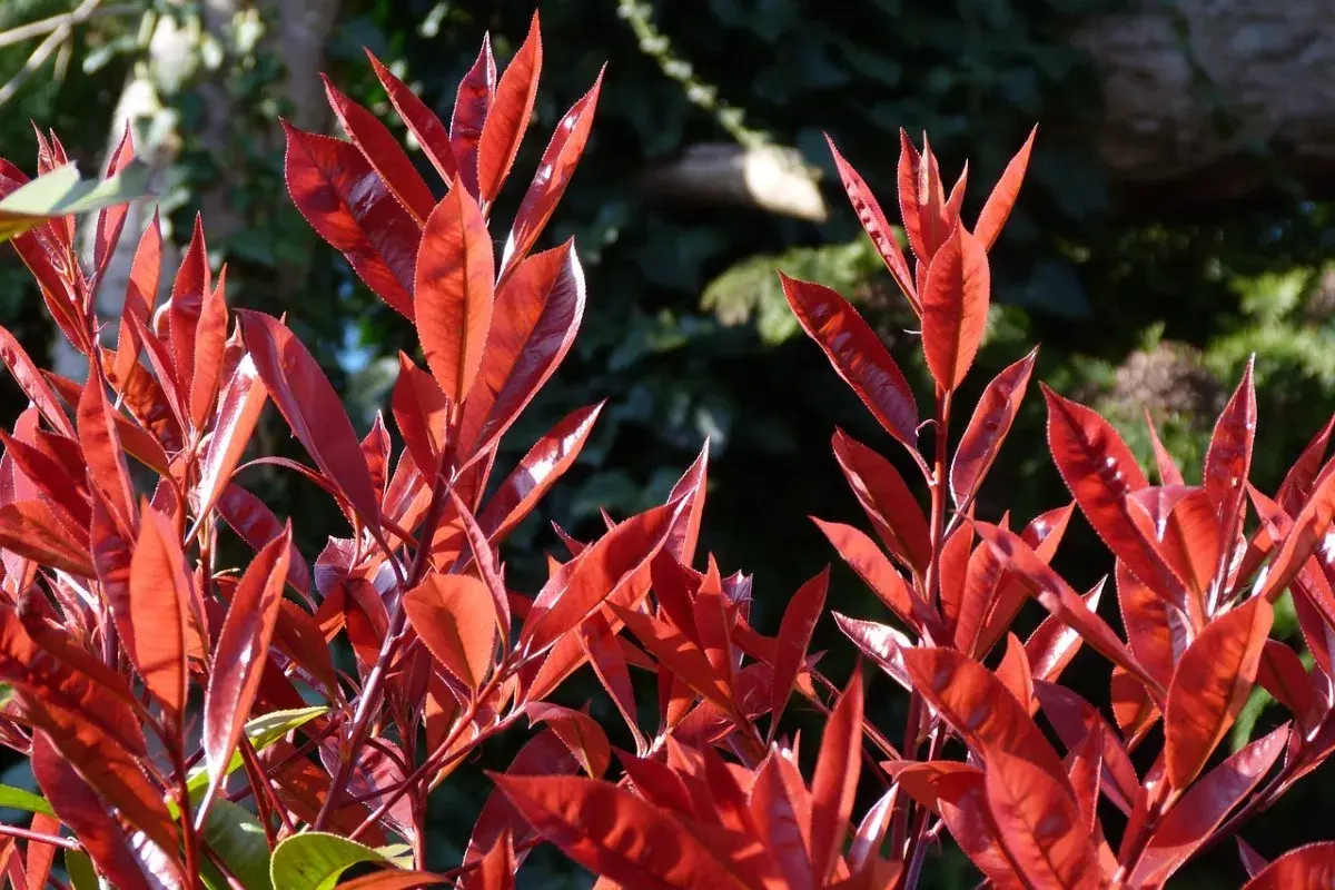 Feuilles d'une photinia en pot, d'un rouge éclatant, se détachant sur un fond sombre et verdoyant.