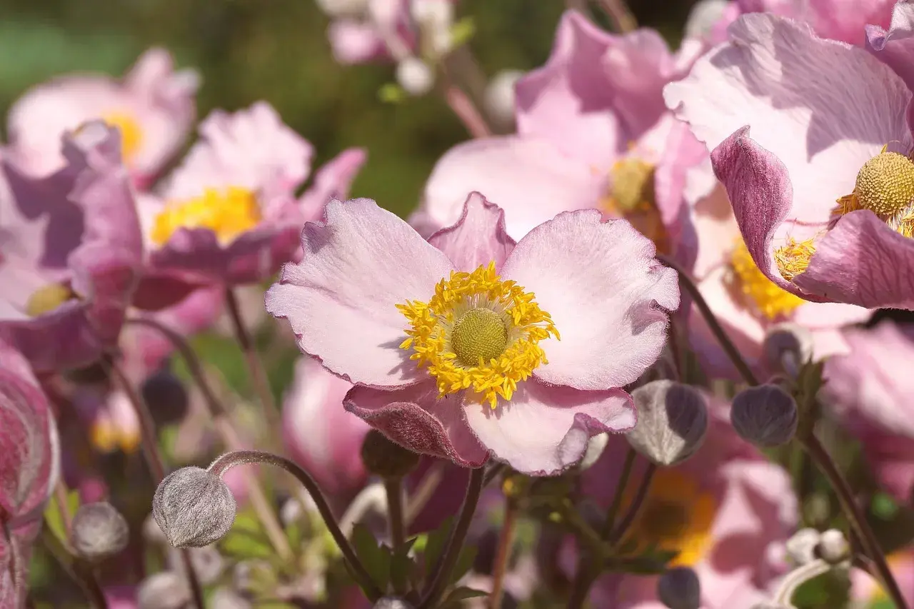Fleur anémone, symbole de l'amour et de l'attente. Ses pétales roses délicats s'ouvrent sur un cœur jaune vif.