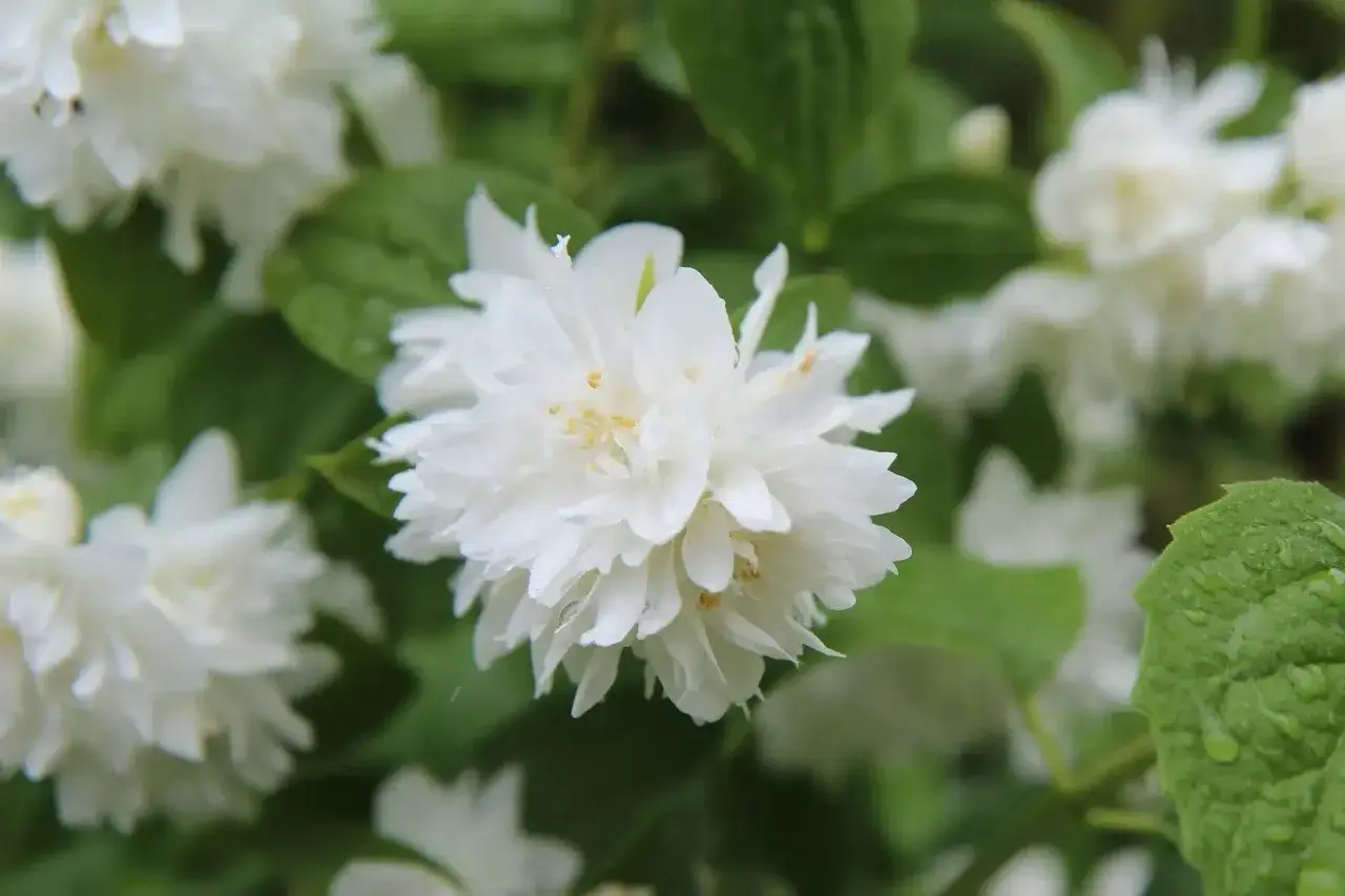 Gros plan sur une fleur de seringat double, ses pétales blancs délicats et ses étamines jaunes. Une taille de seringat bien entretenue.