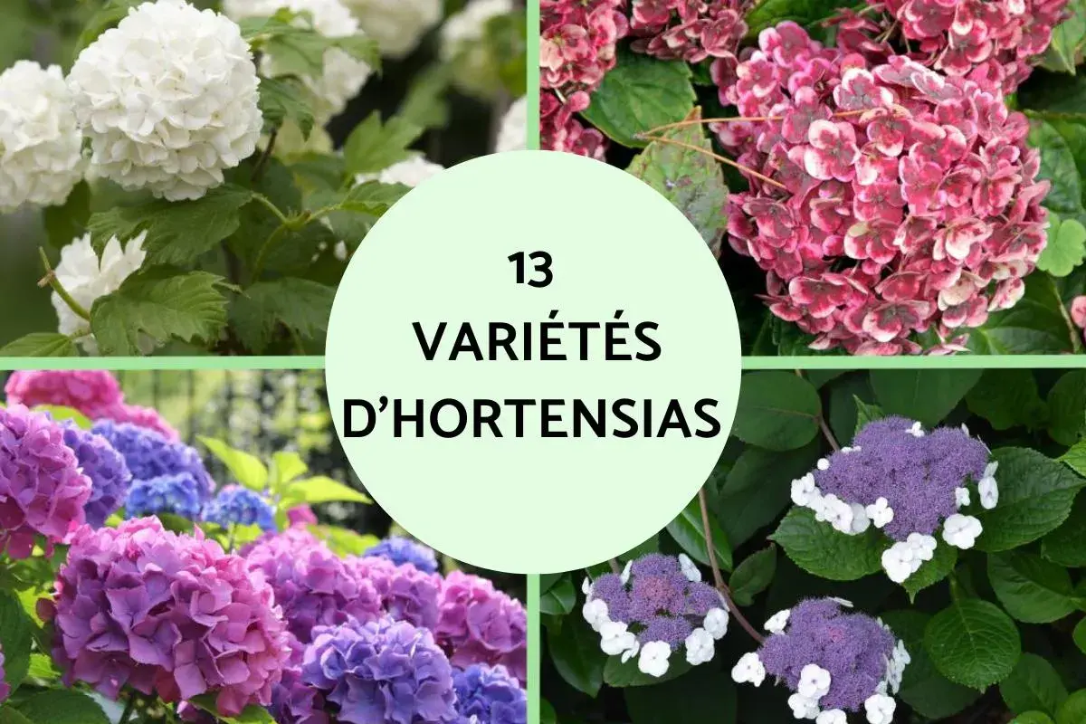 Quatre cadrans montrent des hortensias blancs, roses, violets et bleus. Le cercle central indique "13 Variétés d'Hortensias", évoquant la richesse de leur signification.
