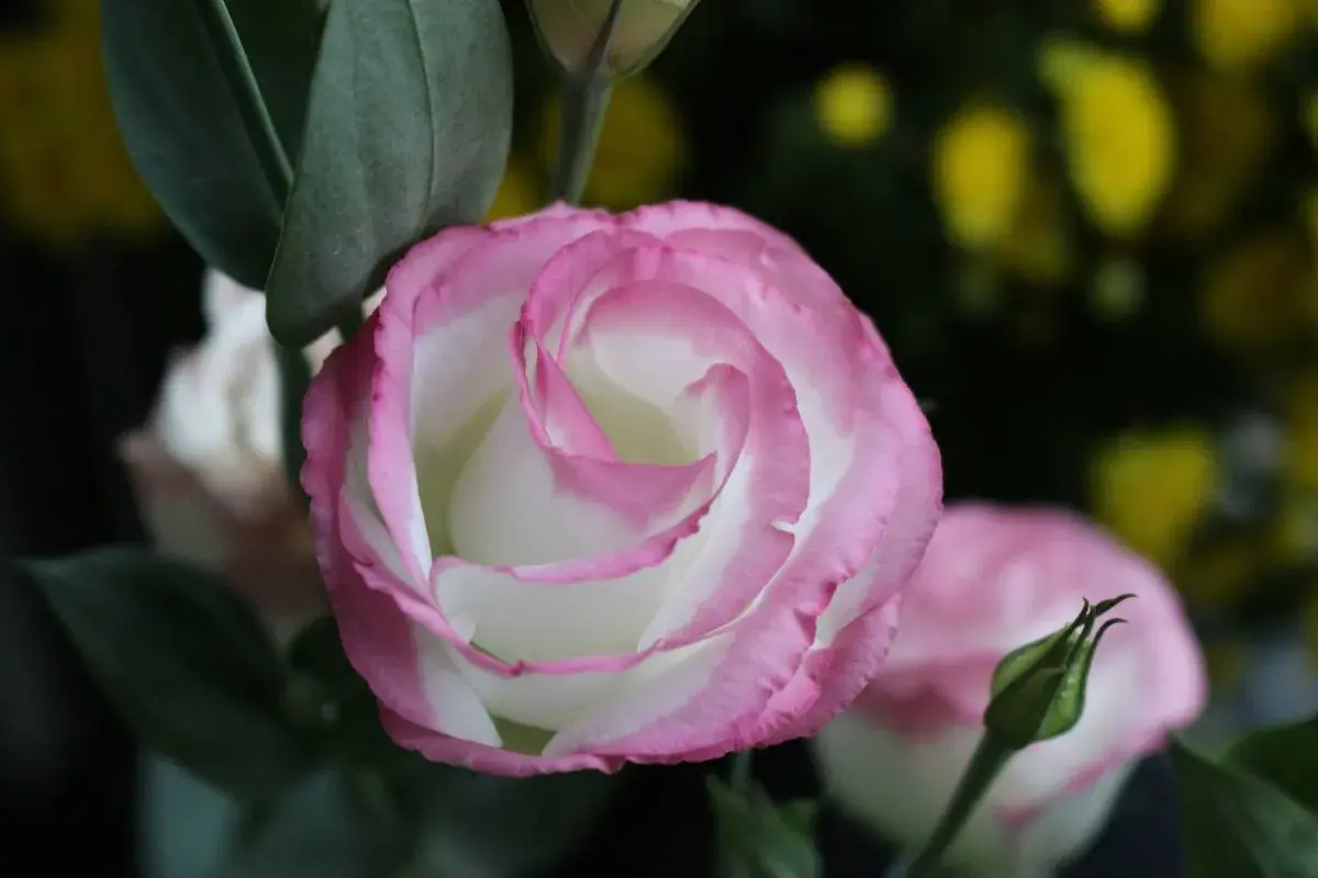 Un lisianthus vivace aux pétales blancs bordés de rose, avec un bouton floral vert à proximité.