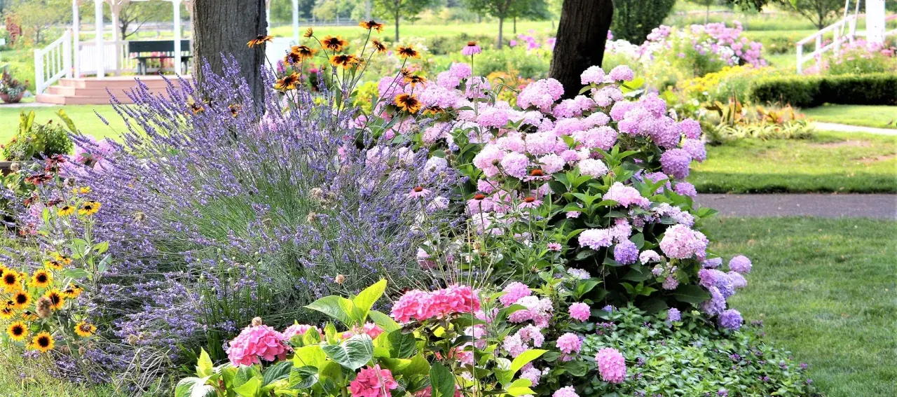 Un magnifique parterre de fleurs vivaces avec lavande, hortensias roses et jaunes, offrant une belle idée pour un jardin coloré.