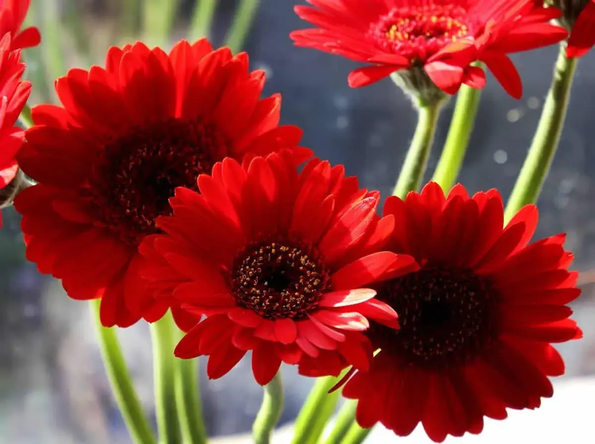 Trois gerbera daisy rouges éclatantes, leurs cœurs sombres contrastant avec leurs pétales vifs, se dressent sur des tiges vertes.