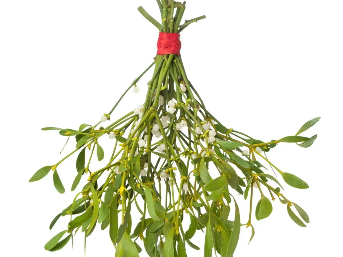 Un bouquet de gui, symbole de fertilité et d'amour, avec ses baies blanches et ses feuilles vertes, prêt pour la tradition.