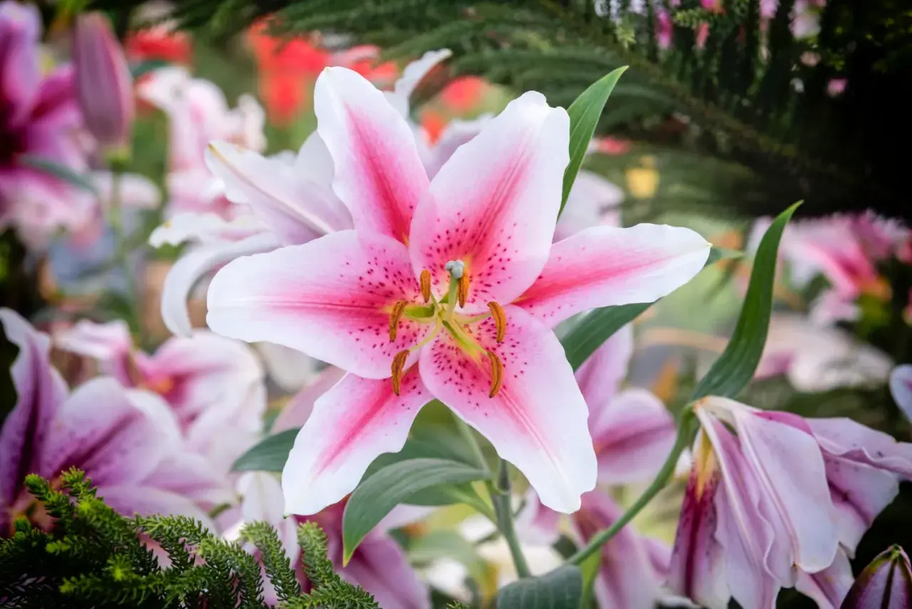 Un lys rose et blanc, symbole de pureté et de beauté. La fleur de lys, avec sa signification profonde, illumine ce jardin.