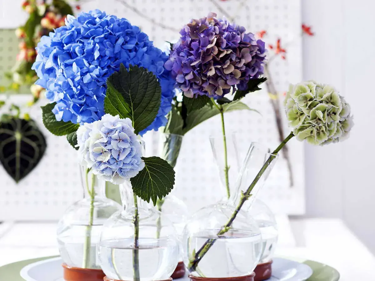 Composition florale avec hortensia bleu vif, violet et vert pâle dans des vases en verre.
