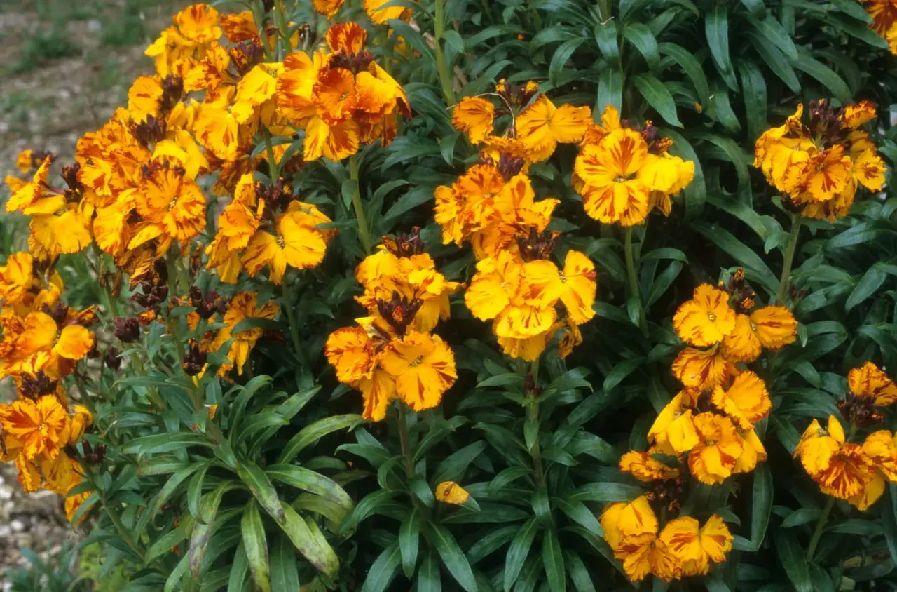 Un bouquet de giroflées aux teintes orangées et jaunes, évoquant la joie et la fidélité. Leurs pétales rayés racontent une histoire de passion.