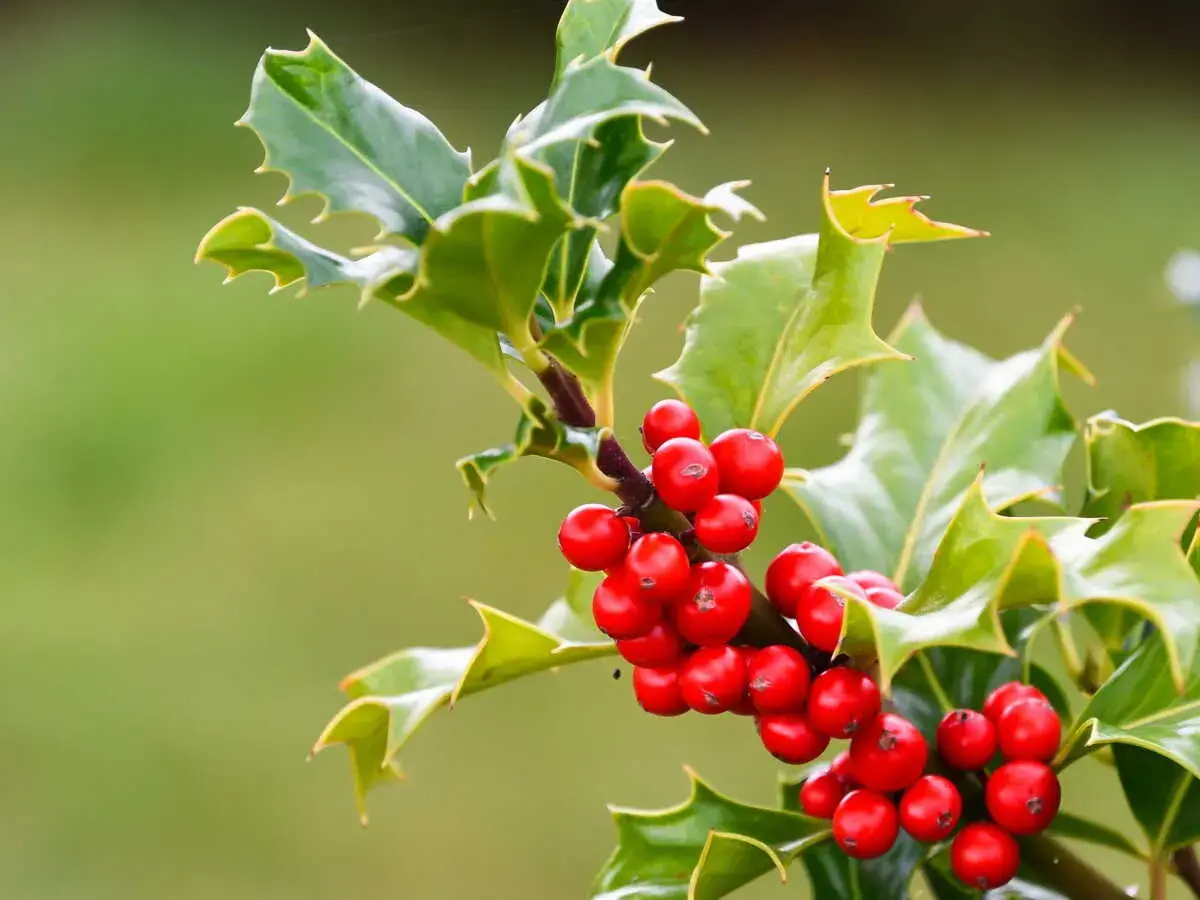 Branche de houx aux baies rouges vives, ses feuilles vertes dentelées contrastent avec le gui.