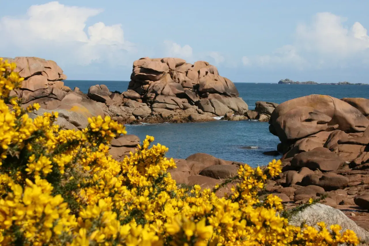 Gorse en fleur, symbole de la Bretagne, borde la côte rocheuse bretonne.