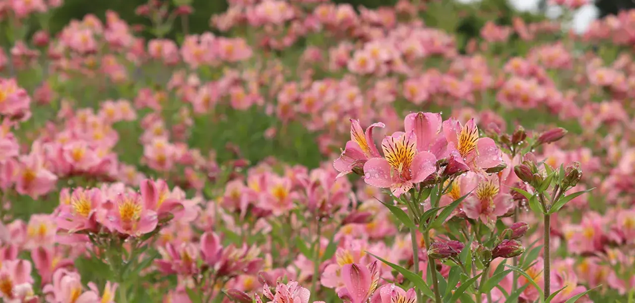 Champ de lys des Andes roses, parsemé de gouttes de rosée, évoquant une douce matinée.