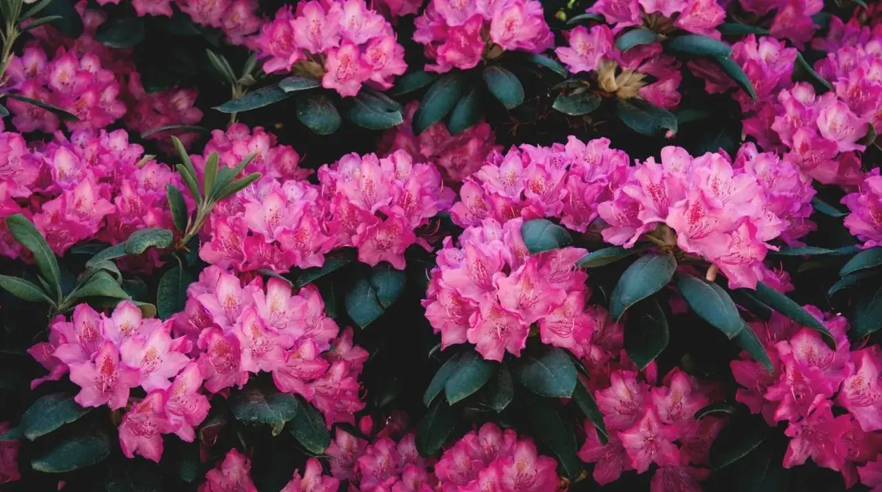 Gros plan sur des grappes de fleurs de rhododendron rose vif, leurs pétales délicats contrastant avec le feuillage vert foncé. Une belle scène printanière.