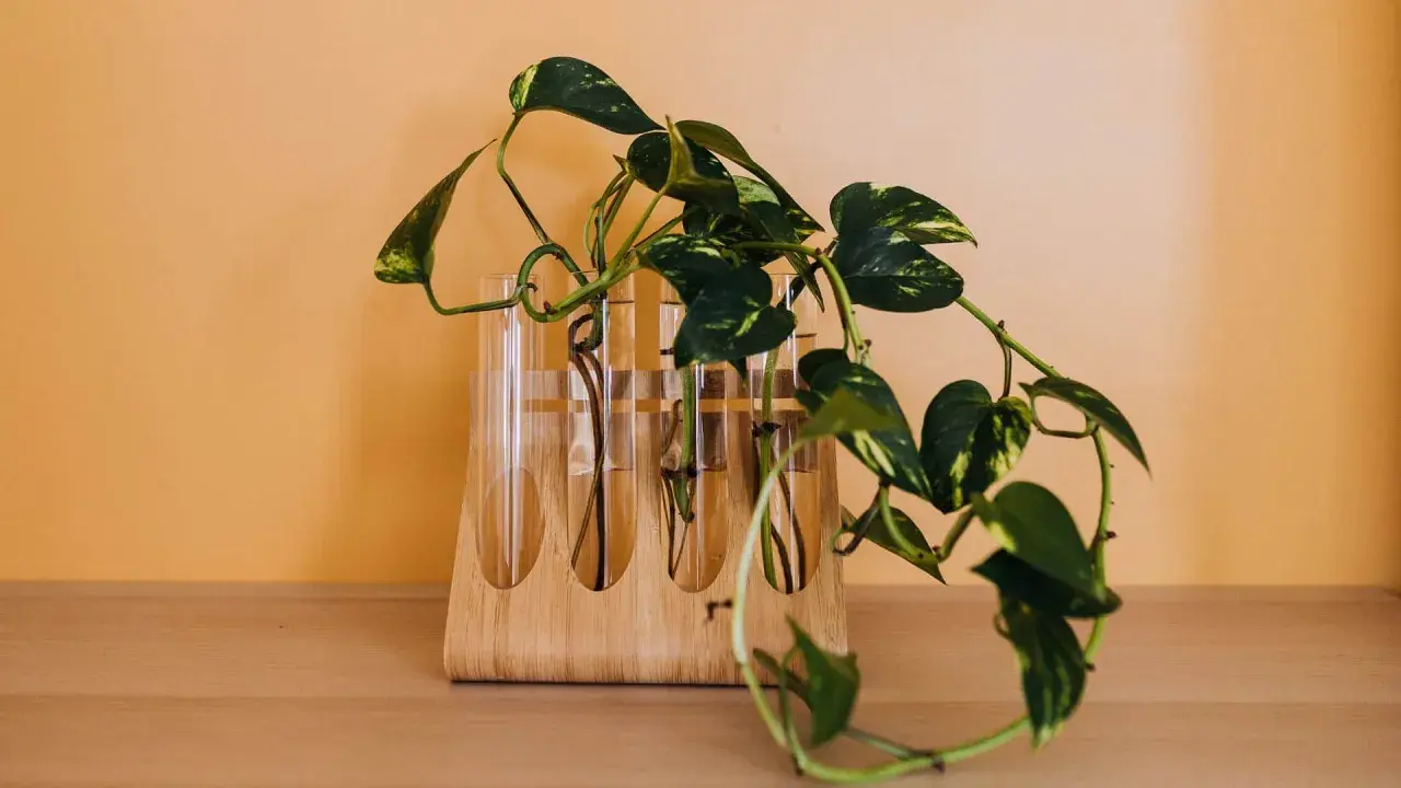 Des tiges de pothos enracinées dans des éprouvettes, une belle illustration de comment faire une bouture pour multiplier vos plantes.
