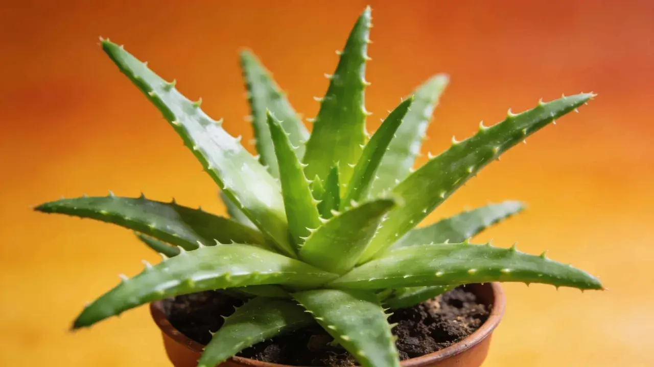 Un aloe vera vert et épineux dans un pot en terre cuite, prêt pour un rempotage.