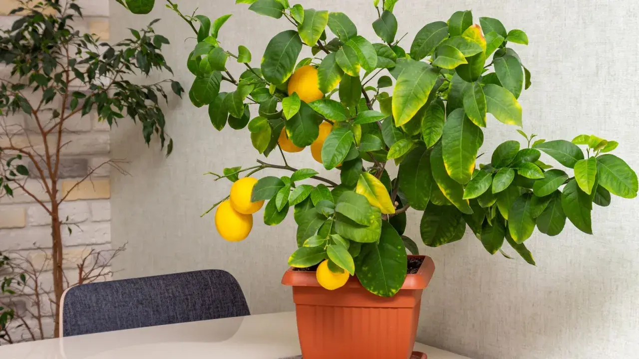 Un citronnier en pot, prêt à être rempoté, avec plusieurs citrons jaunes mûrs.