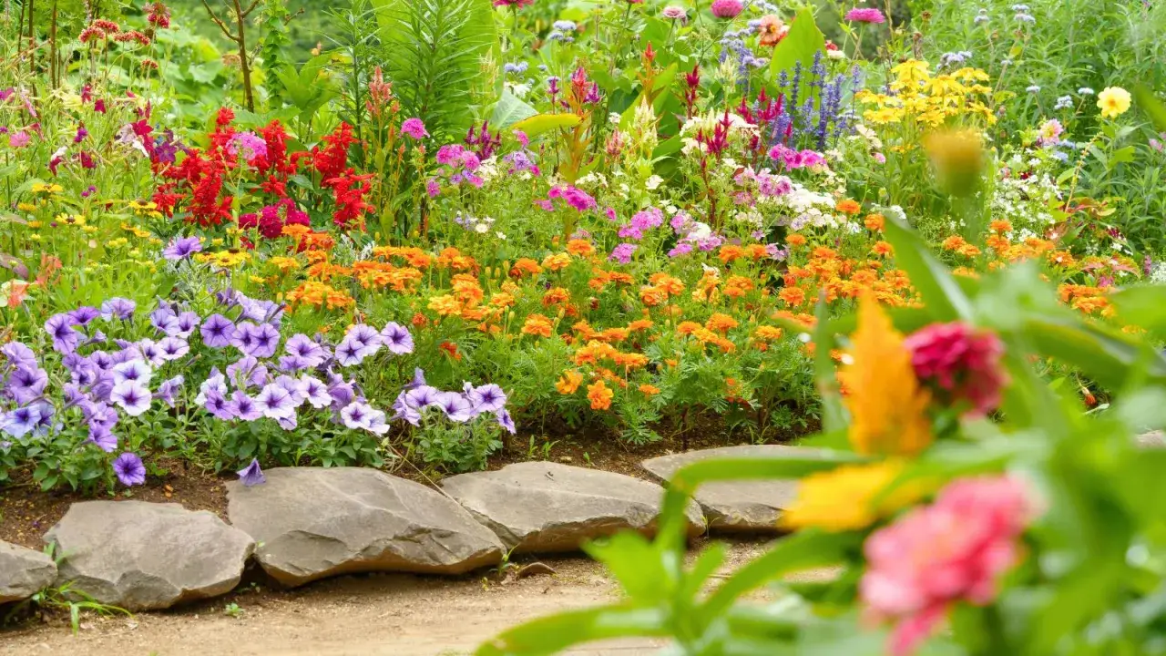 Un parterre de fleurs éclatantes avec des pétunias violets, des œillets d'Inde orange et des fleurs rouges vives. Des fleurs rondes et colorées composent ce tableau estival.