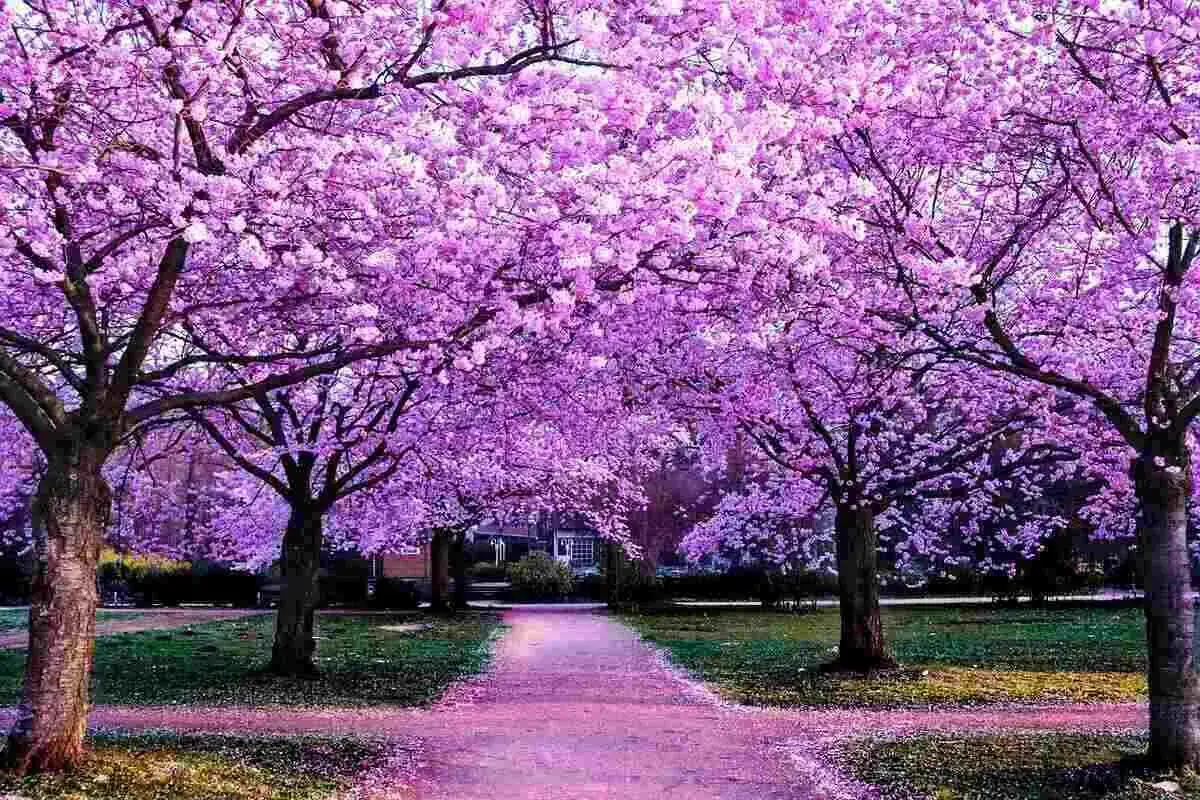 All&eacute;e bord&eacute;e d'un arbre fleuri aux fleurs roses et violettes, cr&eacute;ant un tunnel de couleur.