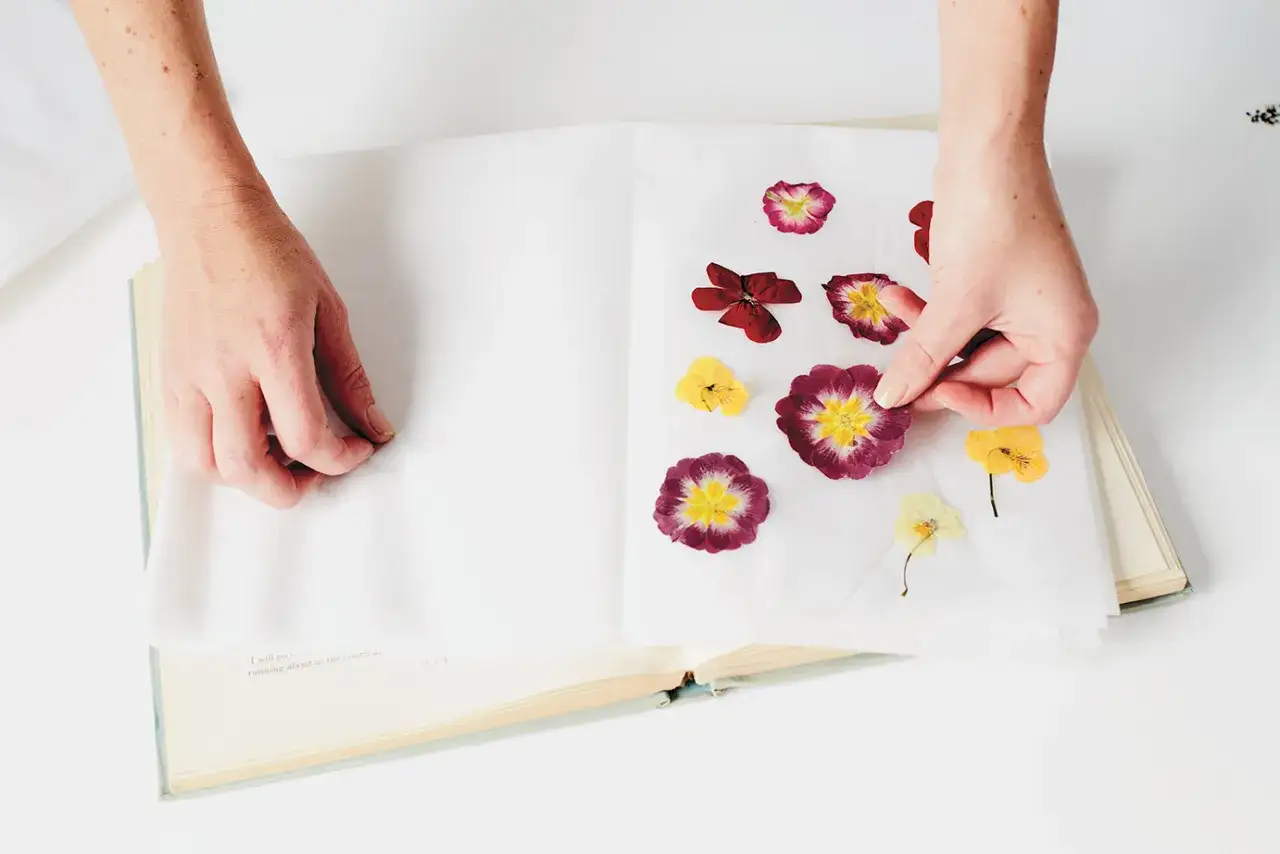 Des mains placent des fleurs s&eacute;ch&eacute;es sur du papier dans un livre ouvert. Apprenez comment faire s&eacute;cher des fleurs dans un livre pour conserver leur beaut&eacute;.