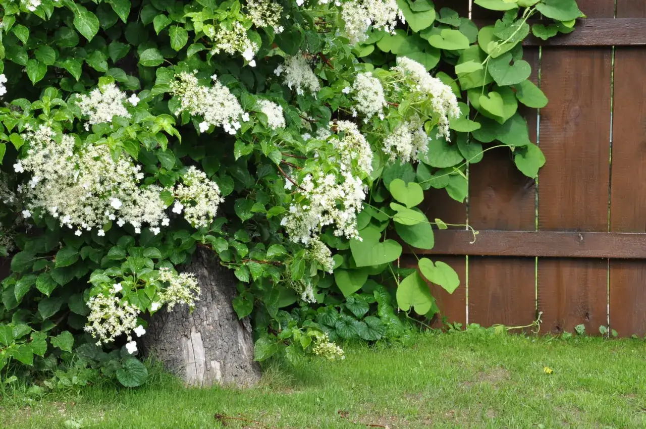 Une plante grimpante ombre, avec des grappes de fleurs blanches, s'enroule autour d'un tronc d'arbre et grimpe sur une clôture en bois.