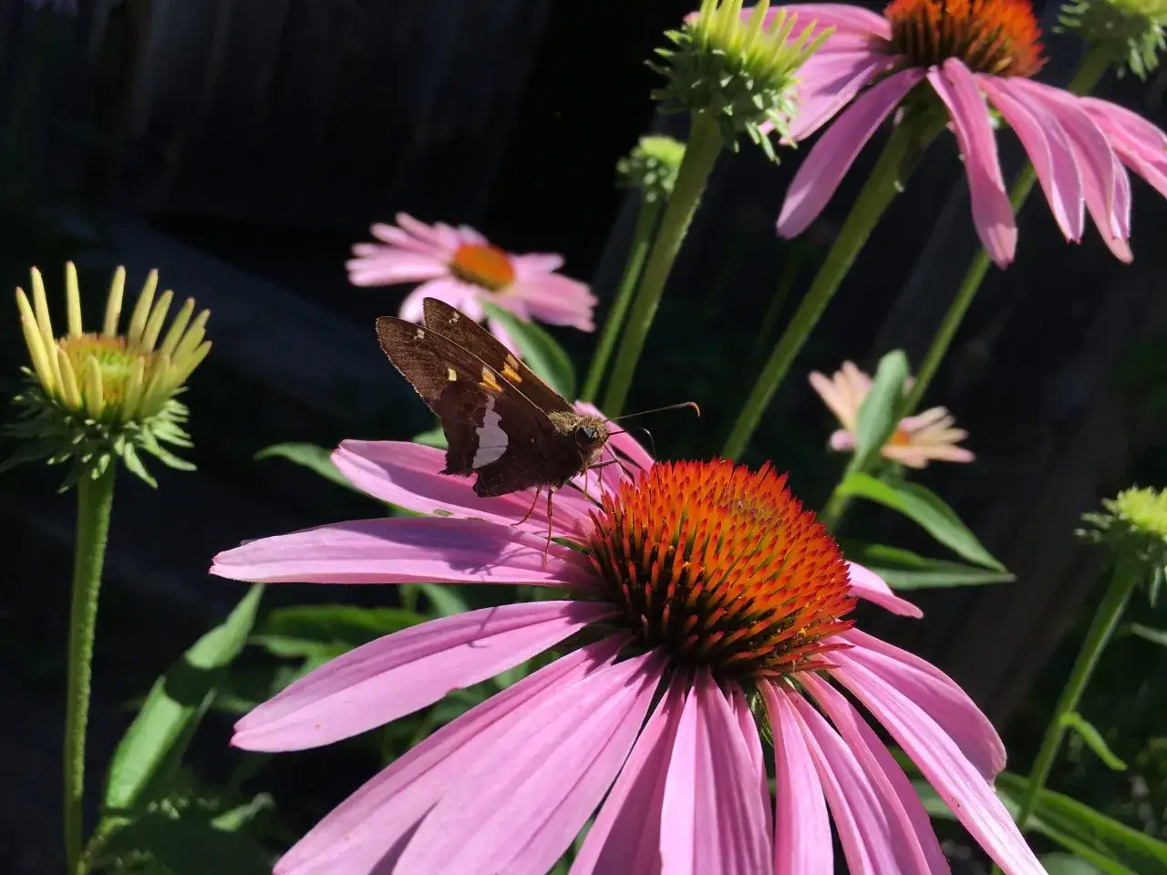 Un papillon brun se pose sur une fleur d'échinacée pourpre aux pétales roses vifs et au cœur orange.