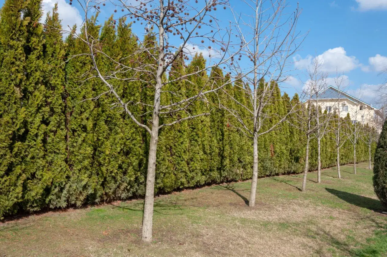 Une haie anti bruit dense et verte borde un jardin avec des arbres dénudés. Au loin, une maison aux toits bleus se dessine.