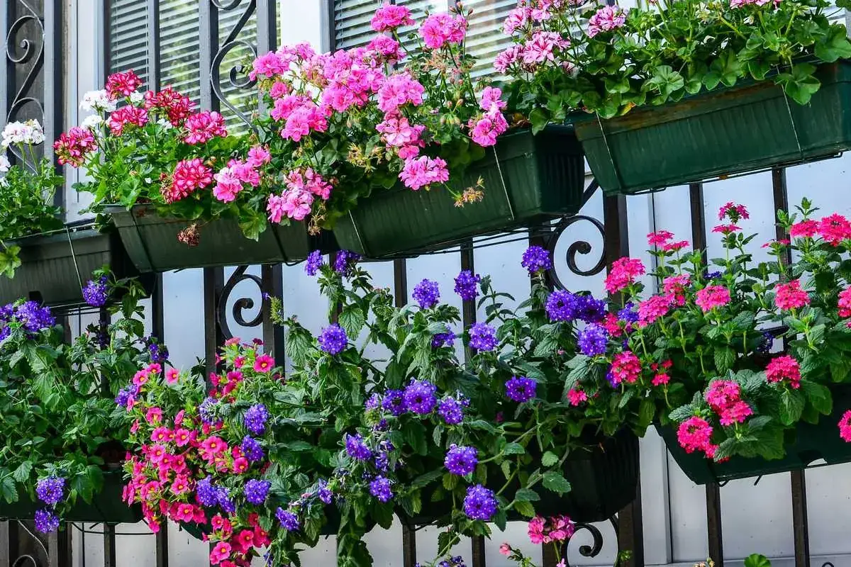 Jolis géraniums et verveines violets, une plante pour balcon plein soleil, débordant de couleurs vives sur la rambarde.